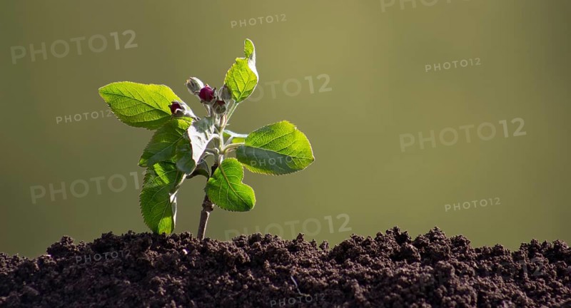 A small apple tree with flowers sprouted from the ground