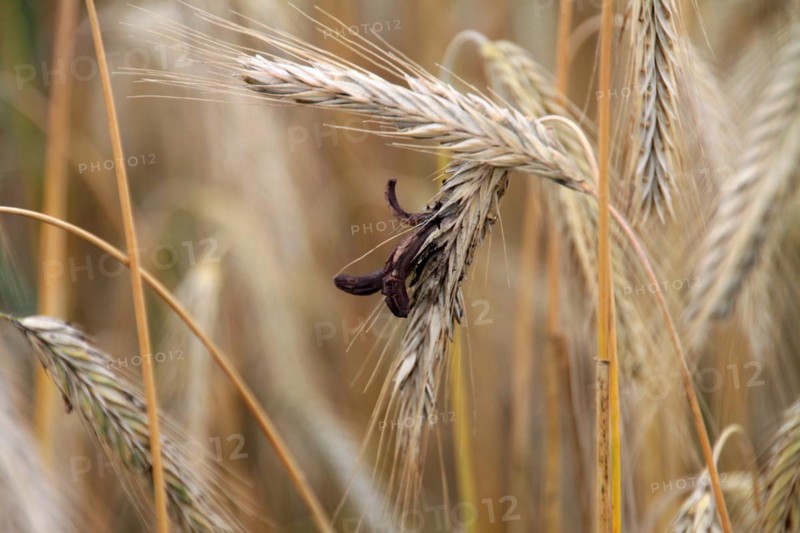 Rye with ergot