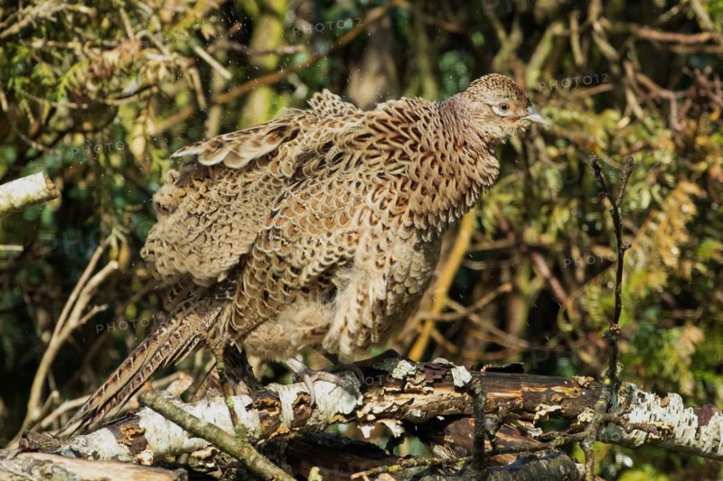 Female pheasant with shaken plumage and water droplets standing on woodpile in front of garden hedge, looking right