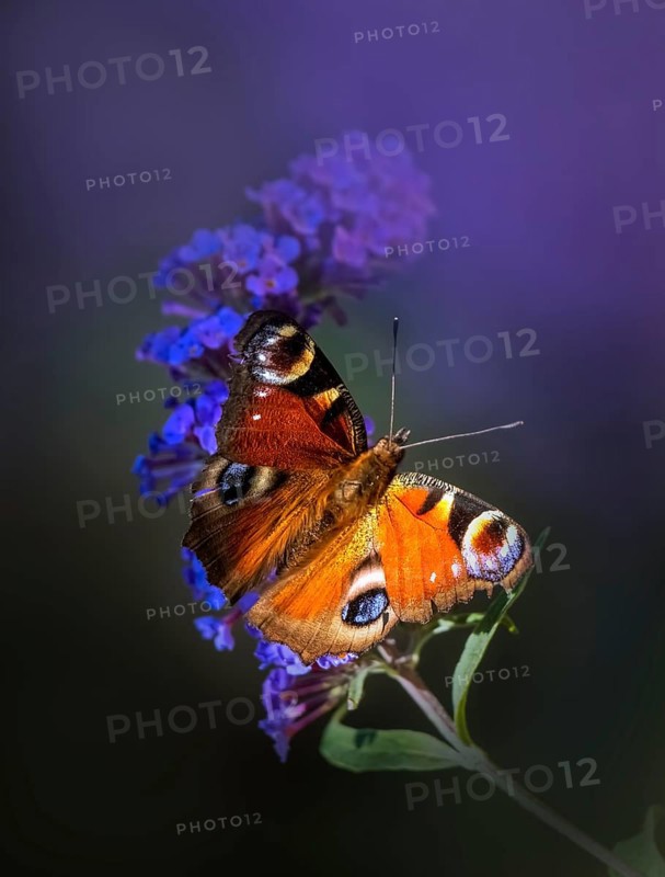 European peacock (Aglais io), sitting on purple summer lilac (Buddleja davidii), Rhineland-Palatinate, Germany, Europe