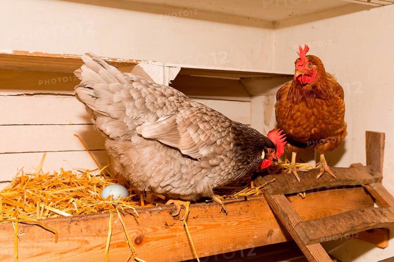 Laying hens and their clutch