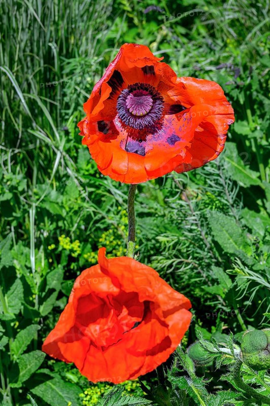 Oriental poppy (Papaver orientale), Allgäu, Bavaria, Germany, Europe