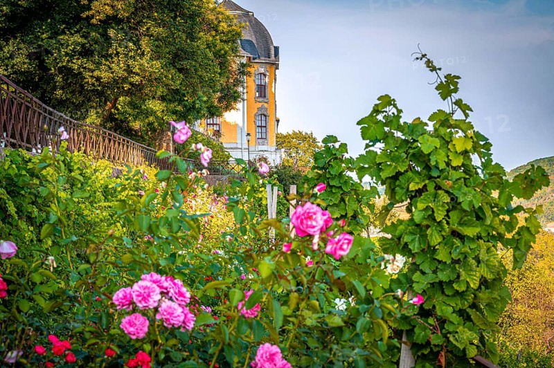Rose garden in bloom in front of the rococo castle of the Dornburg Palaces in late summer, Dornburg-Camburg, Thuringia, Germany, Europe