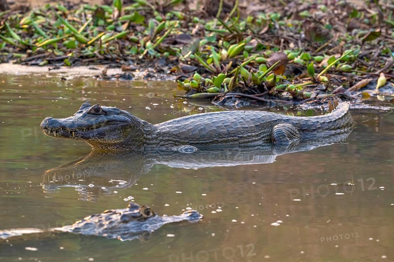 Caiman (Caimaninae), Crocodile (Alligatoridae), crocodile (Crocodylia), with reflection, Pantanal, inland, wetland, UNESCO Biosphere Reserve, World Heritage Site, wetland biotope, Mato Grosso, Brazil, South America