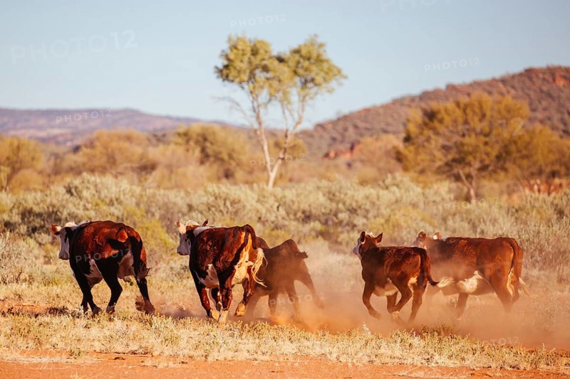 A cow grazes by the side of the Plenty Hwy near Mount Riddock cattle station in Northern Territory, Australia, Oceania