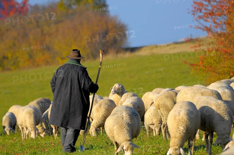 Landscape : Swabian Alb Flock of sheep in autumn on pasture, with shepherd, domestic sheep (Ovis orientalis aries)