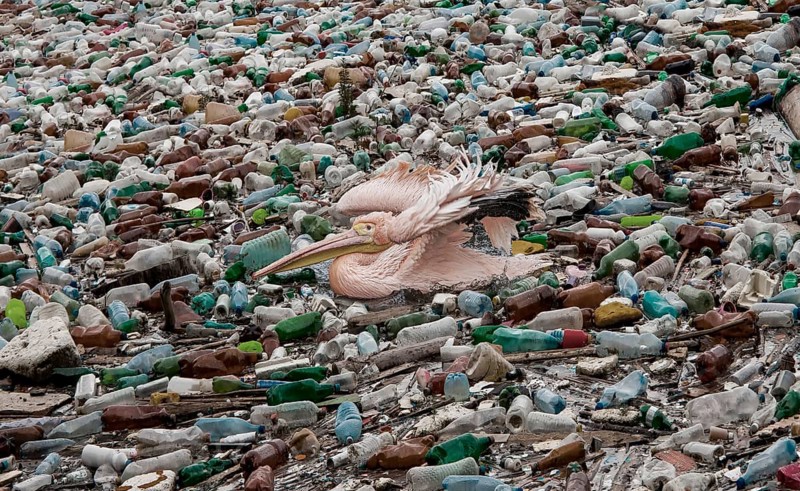 Pelican swims in a sea full of plastic waste
