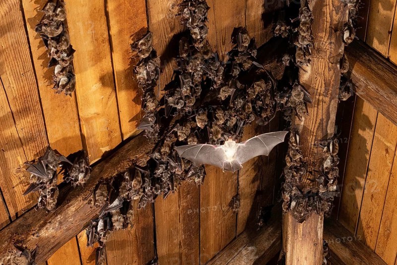 Greater mouse-eared bat (Myotis myotis) Nursery in the attic of a church, Thuringia, Germany, Europe