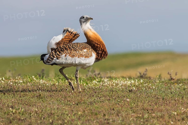 Great bustard (Otis tarda) m, Spain, Europe