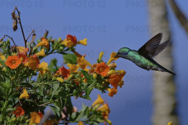 A green hummingbird hovering near a bunch of orange flowers, feeding, with a blue sky in the background. Lesser violetear, (Colibri cyanotus), La Calera, Cundinamarca, Colombia, South America