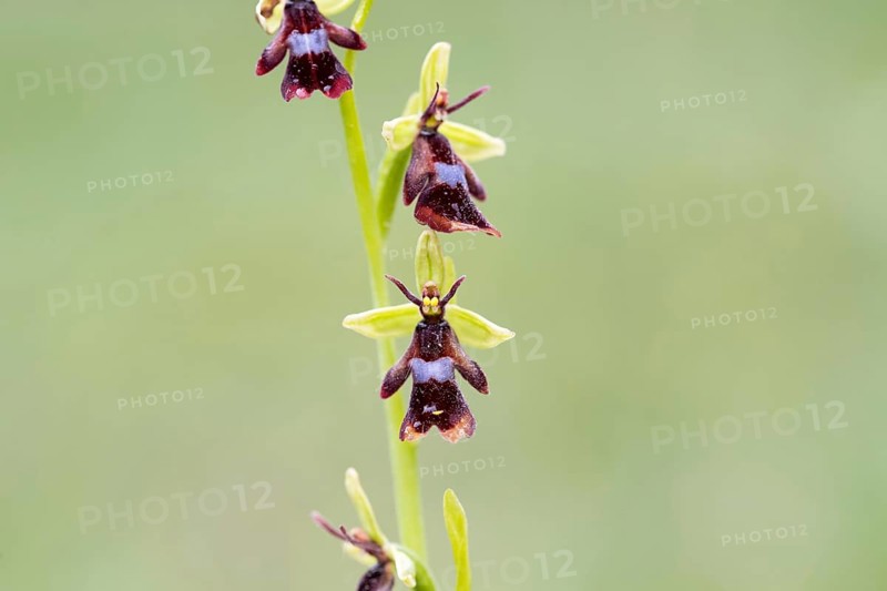 Fly orchid (Ophrys insectifera), fully developed flower, Münsterland, North Rhine-Westphalia, Germany, Europe