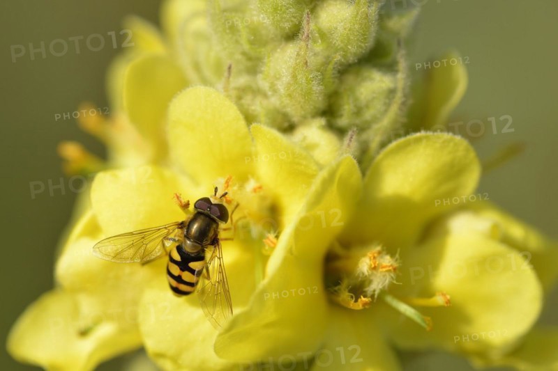 Small-flowered mullein with large hoverfly (Syrphus ribesii) Syrphus ribesii on a wildflower