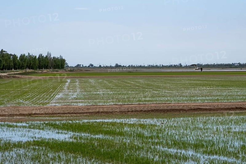 Rice fields in the landscape in the Ebro Delta region in the province of Tarragona in Catalonia Spain