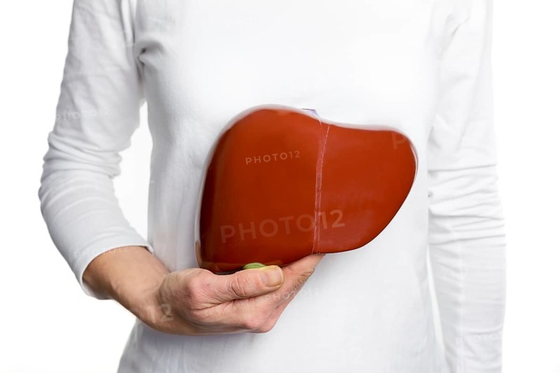 Female person holding red human liver model at white body
