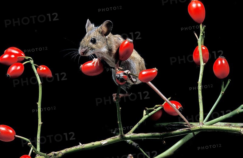 Yellow Necked Mouse (apodemus flavicollis), Adult standing on Rose Hip's Branch