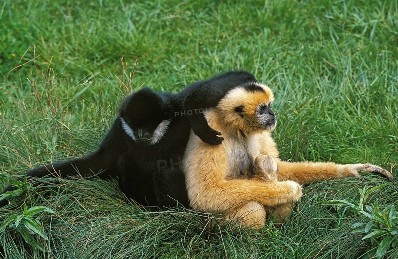 CONCOLOR GIBBON OR WHITE GIBBON Hylobates concolor, PEACH WITH YOUTH