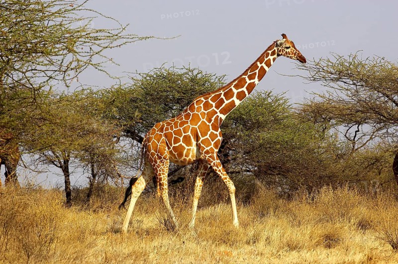 Reticulated Giraffe (giraffa camelopardalis reticulata), Adult walking through Acacias trees, Samburu Park in Kenya