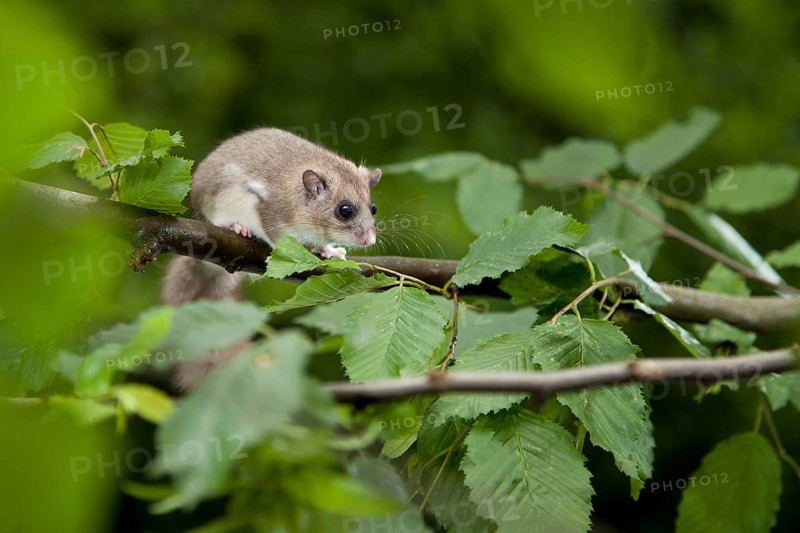 Edible dormouse (Glis glis) Rhineland-Palatinate, Germany, Europe