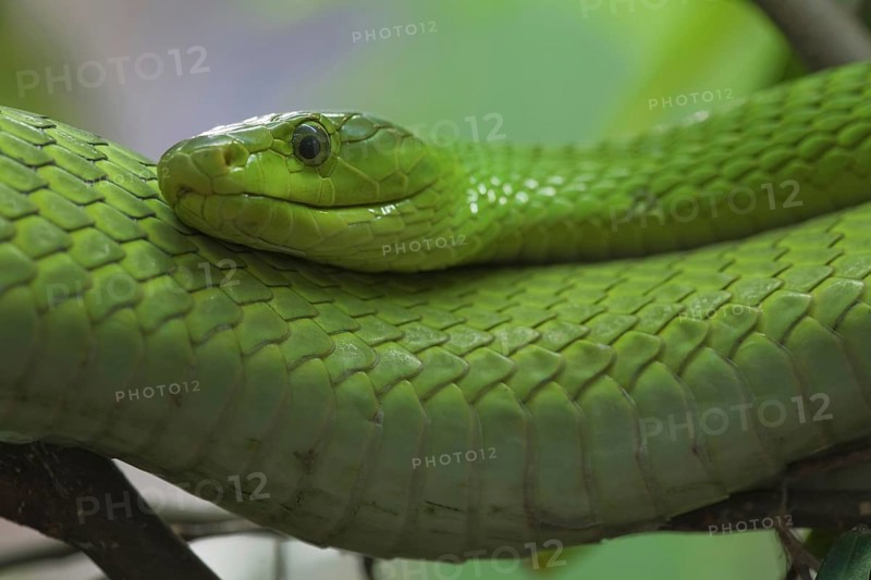 Eastern Green Mamba (Dendroaspis angusticeps)