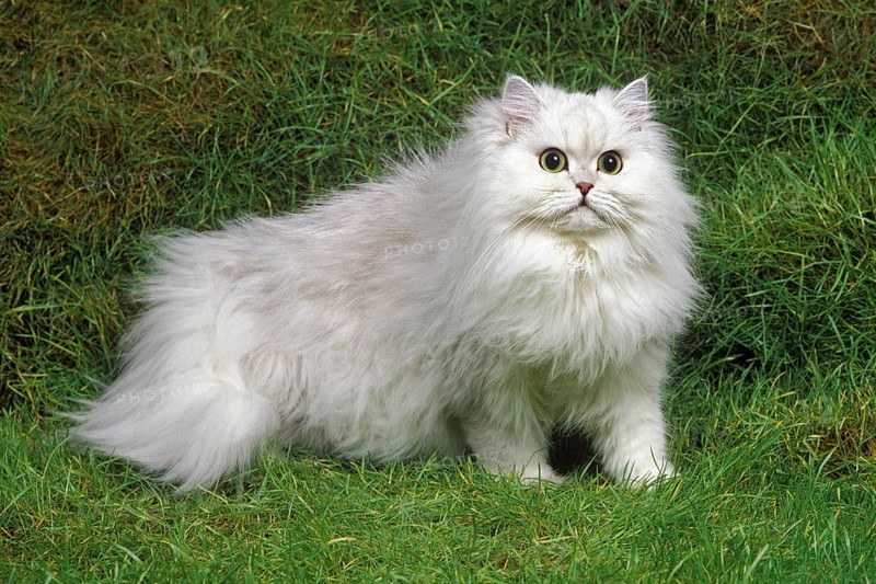 Chinchilla Persian House Cat on Grass