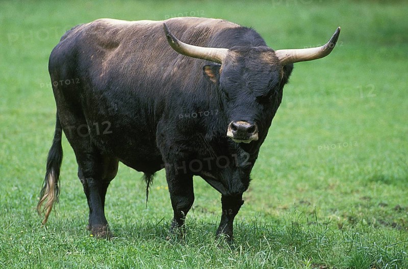 Auroch or Urus (bos primigenius), Bull