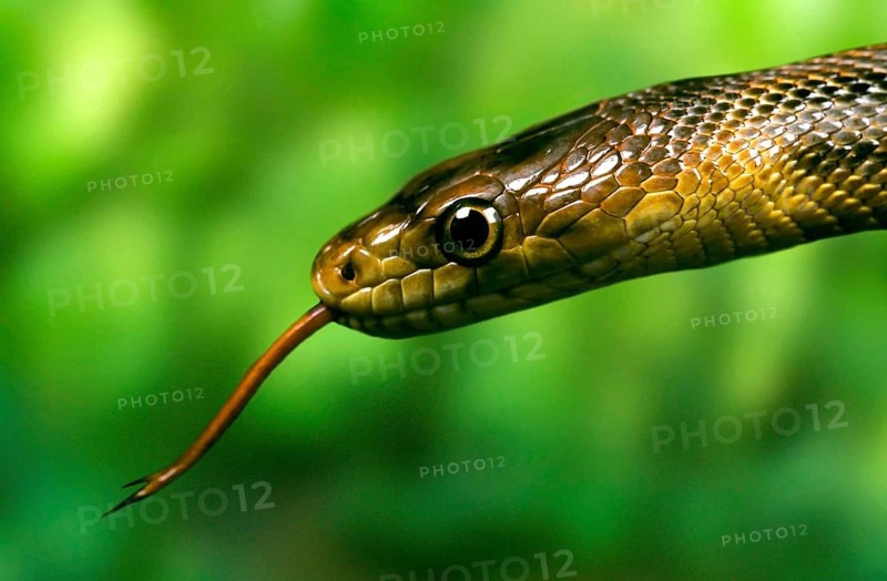 Climbing snake (Elaphe bairdi), tongue, tonguing, tonguing, tongues