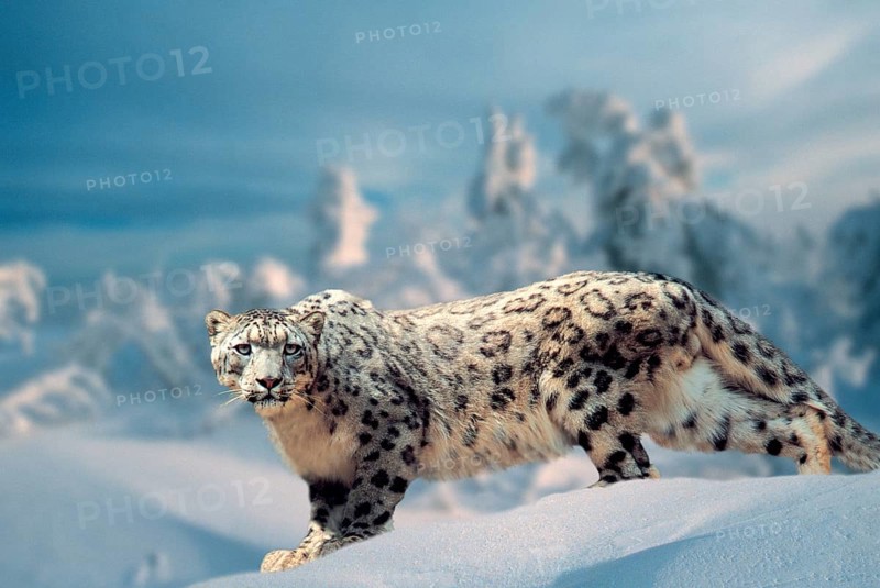 Snow leopard (Panthera ave crux spes unica (Unica unica), Irbis, Page