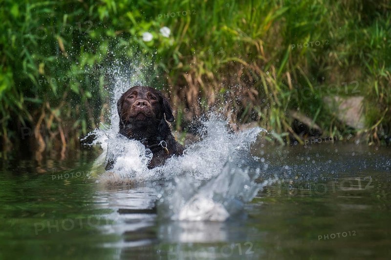 A Labrador in the water to retrieve his ball