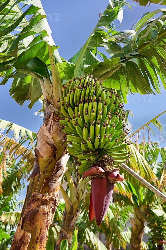Banana tree, Agulo, La Gomera, Canary Islands, Spain, Europe