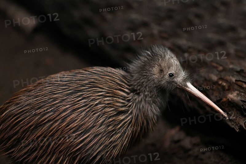 The North Island brown kiwi, Apteryx mantelli, is the most common kiwi, with about 35, 000 remaining, in the wild in New Zealand. This bird holds the world record for laying the largest eggs relative to its body size