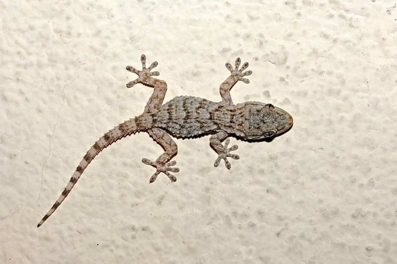 Common wall gecko (Tarentola mauritanica), Provence, Southern France, domestic gecko, exemptible