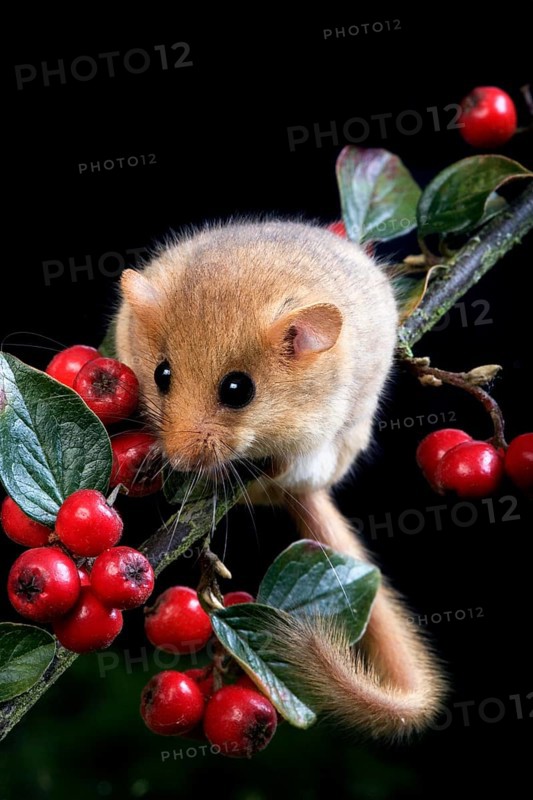 Common Dormouse (muscardinus avellanarius), Adult standing on Branch, Normandy