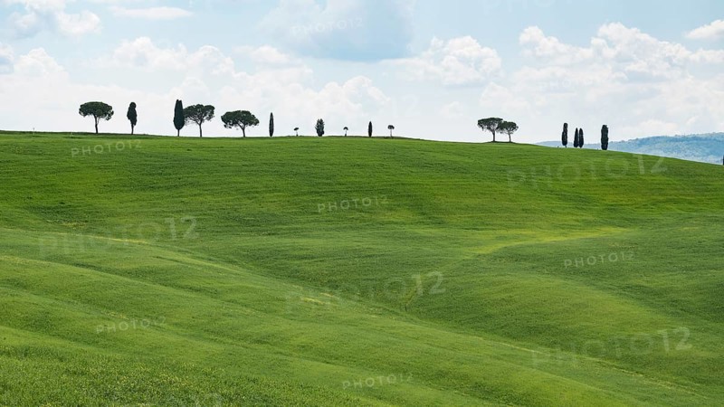 Cypresses (Cupressus) and stone pines (Pinus pinea) on a hill, Tuscany, Province of Siena, Tuscany, Italy, Europe