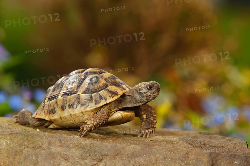 Greek Tortoise (Testudo hermanni boettgeri)