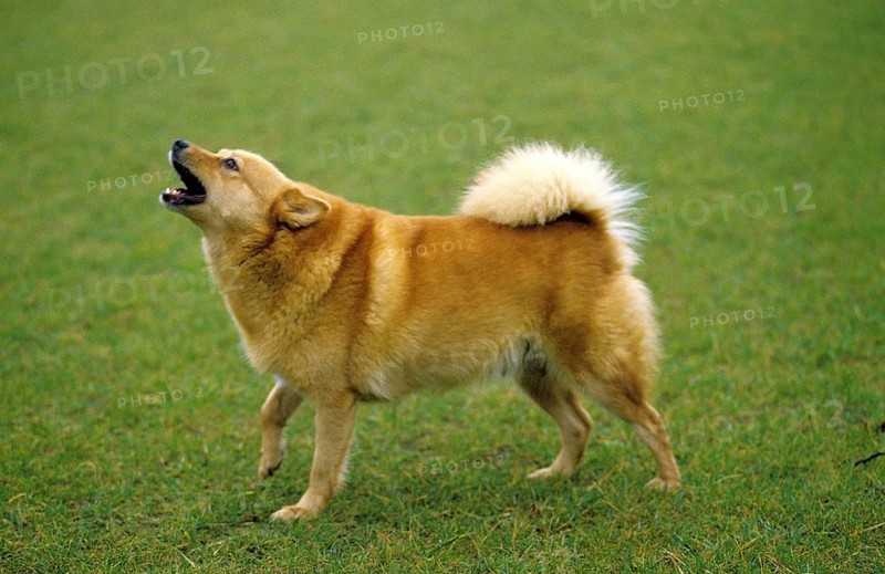 Finnish Spitz standing on lawn, yapping
