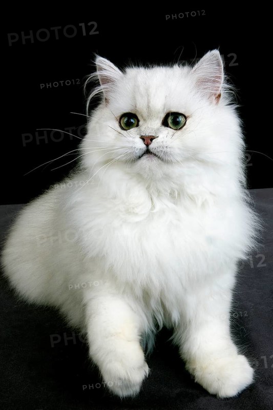 Chinchilla Persian domestic cat with green eyes, adult against black background