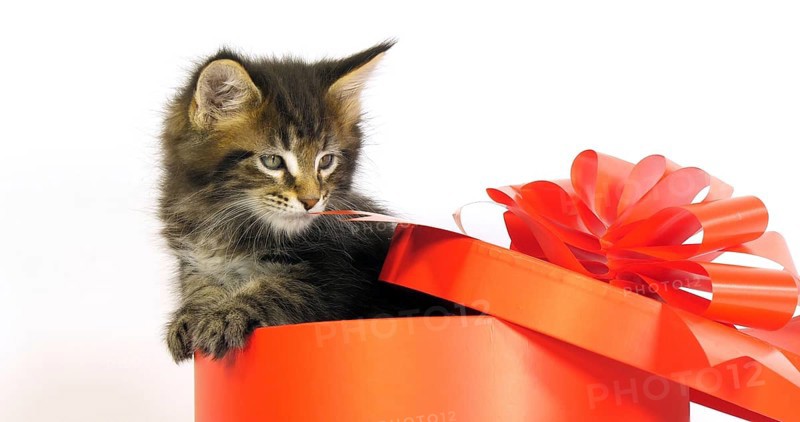 Brown Blotched Tabby Maine Coon, Domestic Cat, Kitten offered in a Gift box, against White Background, Normandy in France