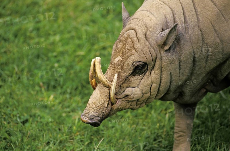 BABIRUSA (babyrousa babyrussa), INDONESIA
