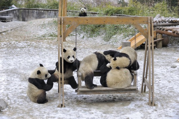 Giant Pandas (Ailuropoda melanoleuca), cubs in enclosure, Wolong Nature Reserve, Sichuan, bamboo bear, China, Asia