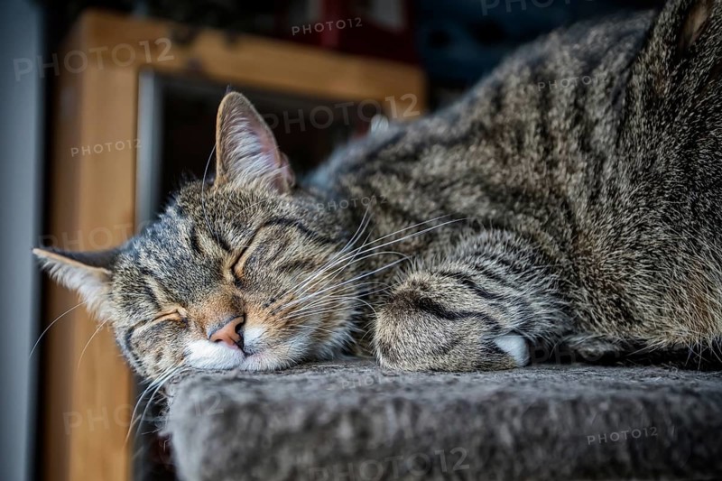 Young tabby cat relaxing, European Shorthair cat