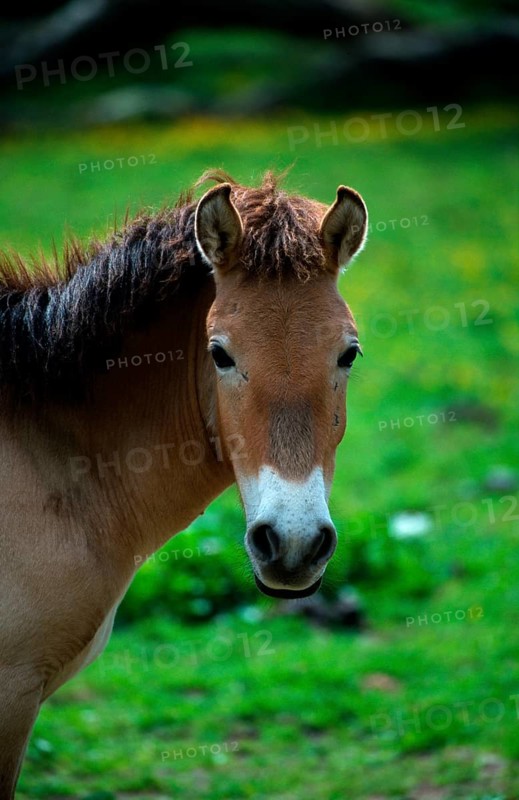 Przewalski's Wild Horse (Equus przewalskii), mare