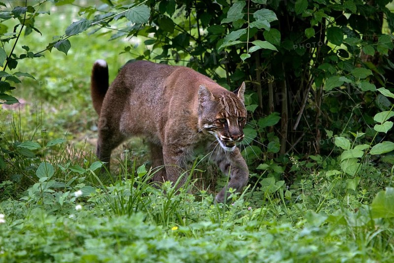 ASIA GOLD CAT OR TEMMINK CAT catopuma temmincki