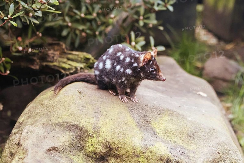 An Eastern Quoll is spotted near Cradle Mountain, Tasmania, Australia, Oceania