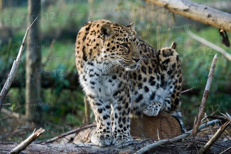 Amur Leopard (panthera pardus orientalis), Adult sitting, looking around