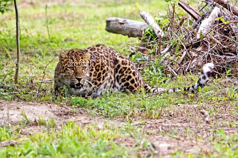 Amur amur leopard (panthera pardus orientalis), adult lying on grass