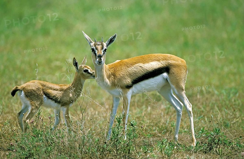 Thomson's gazelle (gazella) thomsoni, mother with young, Masai Mara Park in Kenya