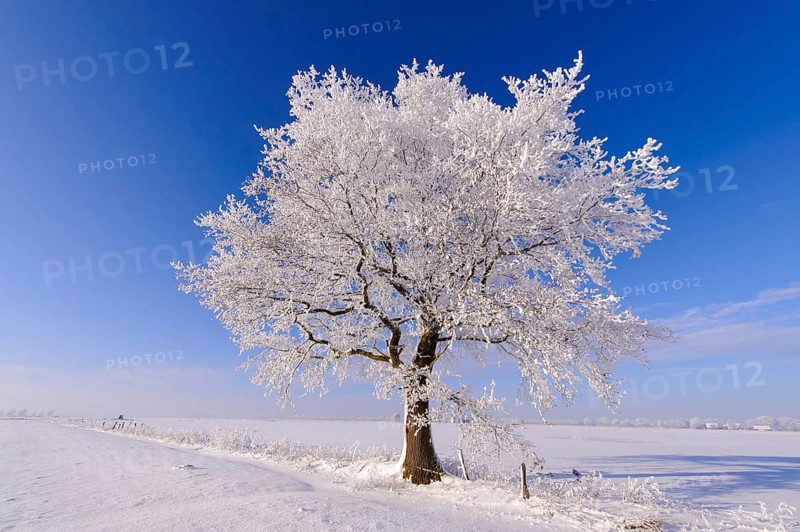 Oak (Quercus) with hoarfrost, Lower Saxony, Germany, Europe