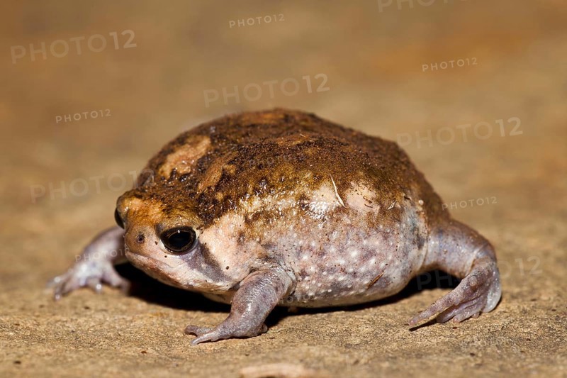 Bushveld Rainfrog, Hidden Valley, KwaZulu-Natal, South Africa (Breviceps adspersus)