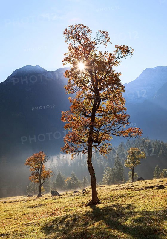 Morning sun in the Ahornboden mountain pasture, Eng, Hinterriß, Tyrol, Austria, Europe