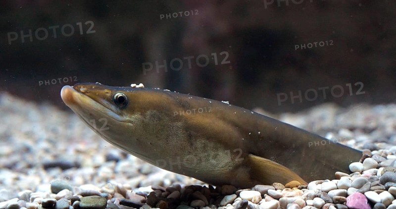 Common Eel or European Eel (anguilla anguilla), Adult buried in the ground